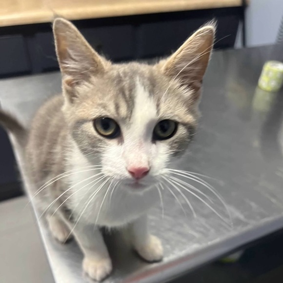 Offers are welcomed and encouraged - Picture 6 of 6